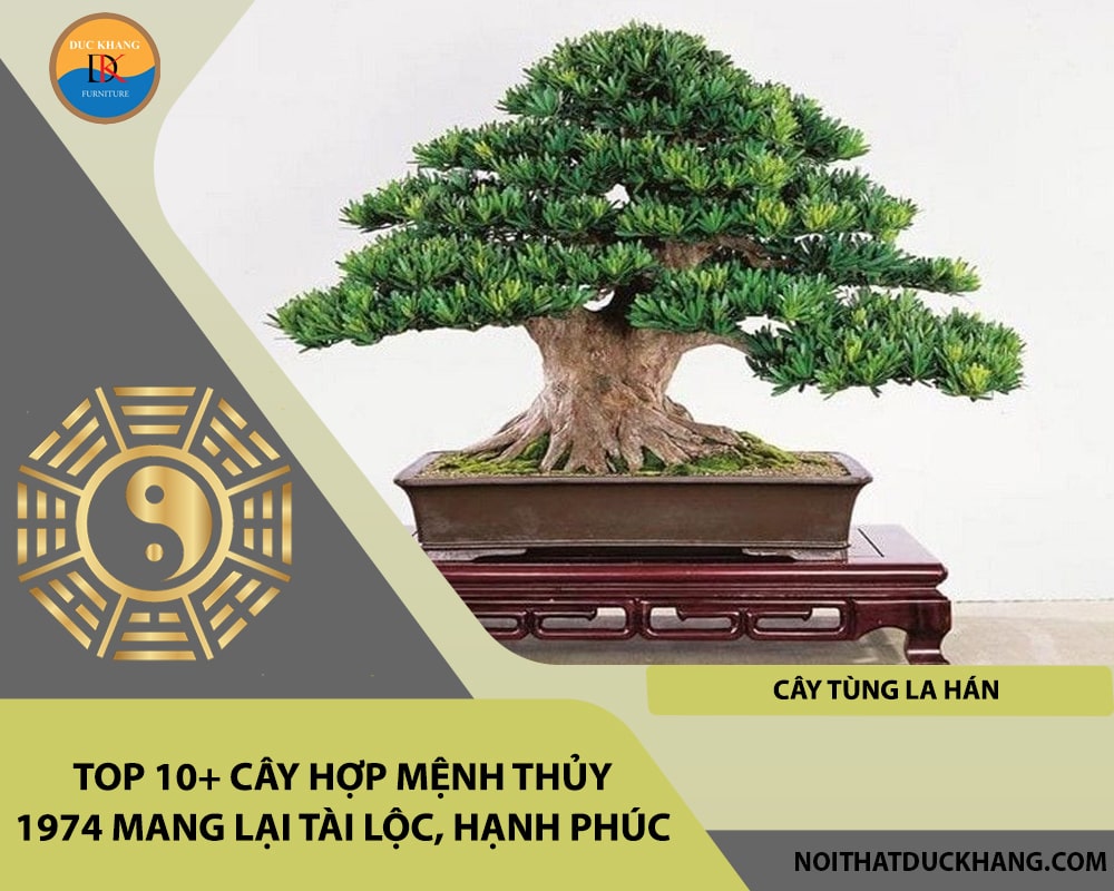 Top 10+ cây hợp mệnh Thủy 1974 mang lại tài lộc, hạnh phúc - Cây Tùng La Hán Top 10+ cây hợp mệnh Thủy 1974 mang lại tài lộc, hạnh phúc - Cây Tùng La Hán