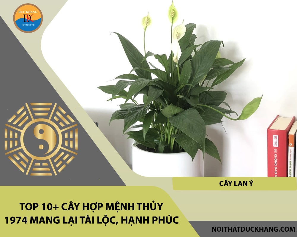 Top 10+ cây hợp mệnh Thủy 1974 mang lại tài lộc, hạnh phúc - Cây Lan Ý Top 10+ cây hợp mệnh Thủy 1974 mang lại tài lộc, hạnh phúc - Cây Lan Ý