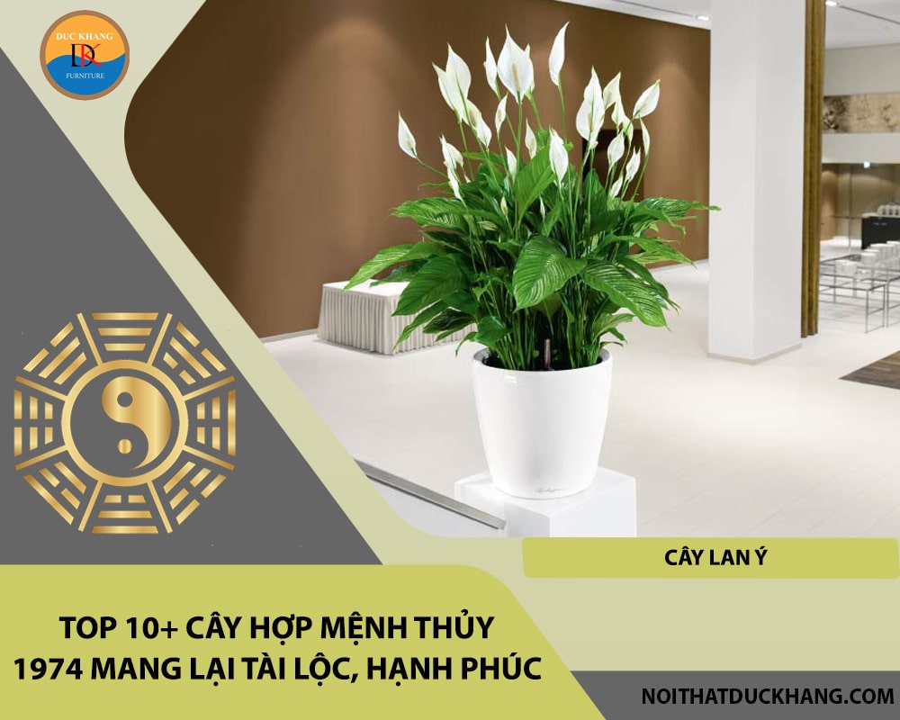 Top 10+ cây hợp mệnh Thủy 1974 mang lại tài lộc, hạnh phúc - Cây lan ý Top 10+ cây hợp mệnh Thủy 1974 mang lại tài lộc, hạnh phúc - Cây lan ý