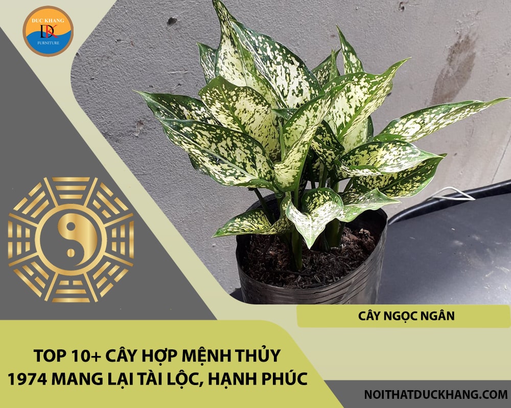 Top 10+ cây hợp mệnh Thủy 1974 mang lại tài lộc, hạnh phúc - Cây Ngọc Ngân Top 10+ cây hợp mệnh Thủy 1974 mang lại tài lộc, hạnh phúc - Cây Ngọc Ngân