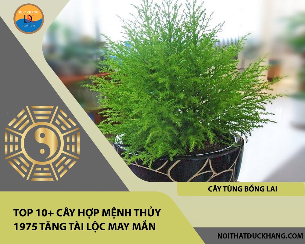 Top 10+ cây hợp mệnh Thủy 1975 tăng tài lộc may mắn - Cây tùng bồng lai Top 10+ cây hợp mệnh Thủy 1975 tăng tài lộc may mắn - Cây tùng bồng lai