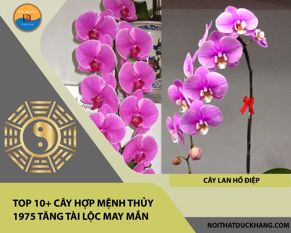 Top 10+ cây hợp mệnh Thủy 1975 tăng tài lộc may mắn - Cây Lan Hồ Điệp Top 10+ cây hợp mệnh Thủy 1975 tăng tài lộc may mắn - Cây Lan Hồ Điệp