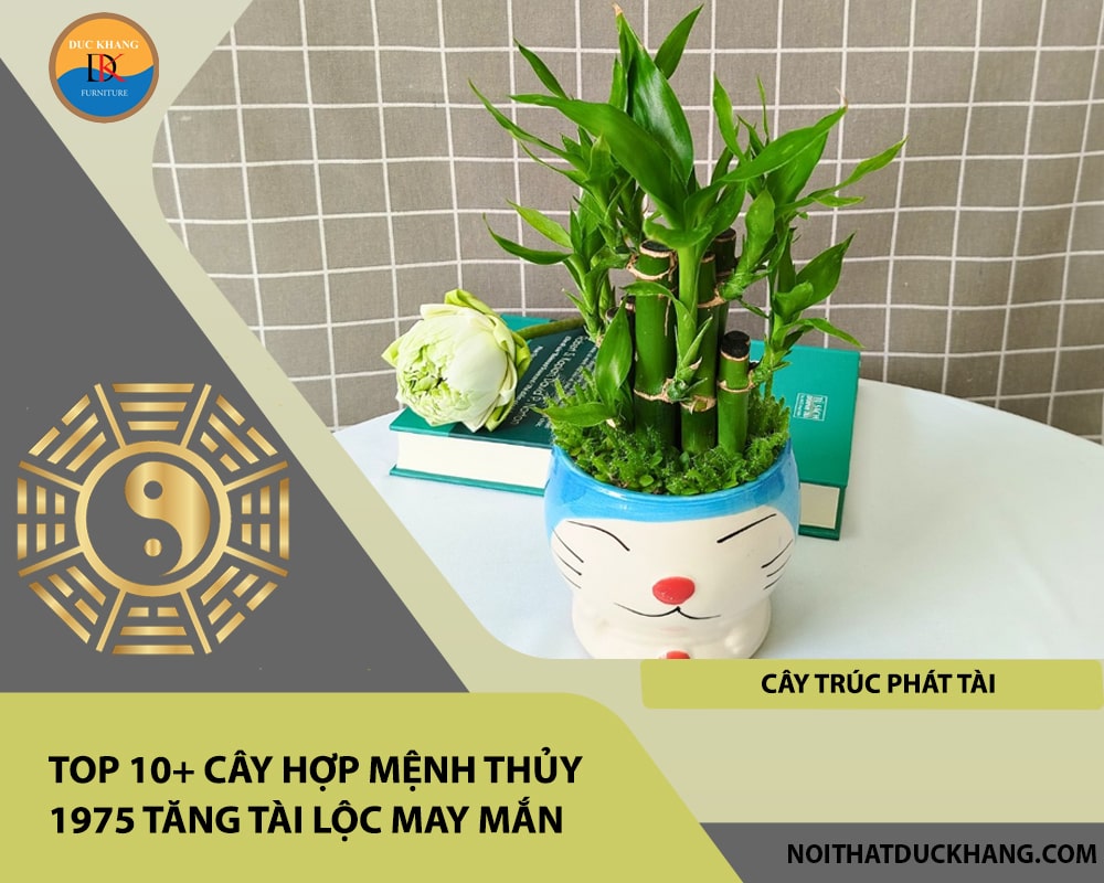 Top 10+ cây hợp mệnh Thủy 1975 tăng tài lộc may mắn - Cây trúc phát tài Top 10+ cây hợp mệnh Thủy 1975 tăng tài lộc may mắn - Cây trúc phát tài