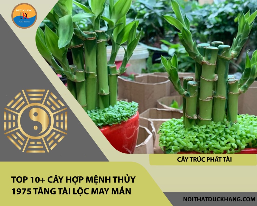 Top 10+ cây hợp mệnh Thủy 1975 tăng tài lộc may mắn - Cây trúc phát tài Top 10+ cây hợp mệnh Thủy 1975 tăng tài lộc may mắn - Cây trúc phát tài