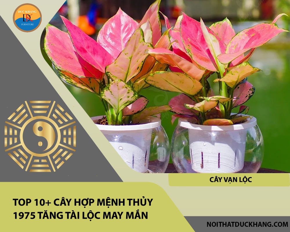 Top 10+ cây hợp mệnh Thủy 1975 tăng tài lộc may mắn - Cây vạn lộc Top 10+ cây hợp mệnh Thủy 1975 tăng tài lộc may mắn - Cây vạn lộc