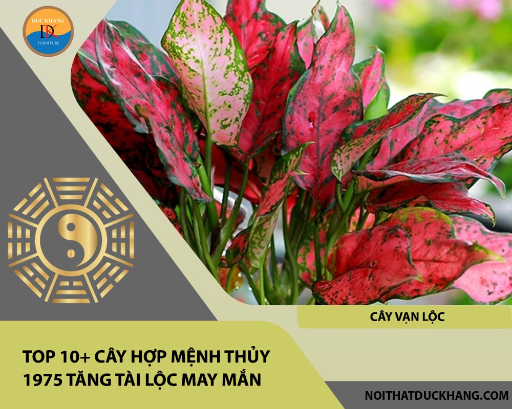 Top 10+ cây hợp mệnh Thủy 1975 tăng tài lộc may mắn - Cây vạn lộc Top 10+ cây hợp mệnh Thủy 1975 tăng tài lộc may mắn - Cây vạn lộc