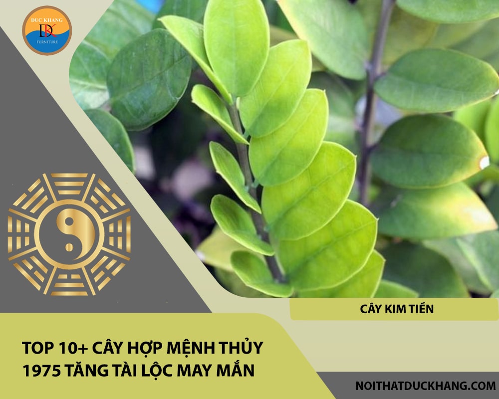 Top 10+ cây hợp mệnh Thủy 1975 tăng tài lộc may mắn - Cây kim tiền Top 10+ cây hợp mệnh Thủy 1975 tăng tài lộc may mắn - Cây kim tiền
