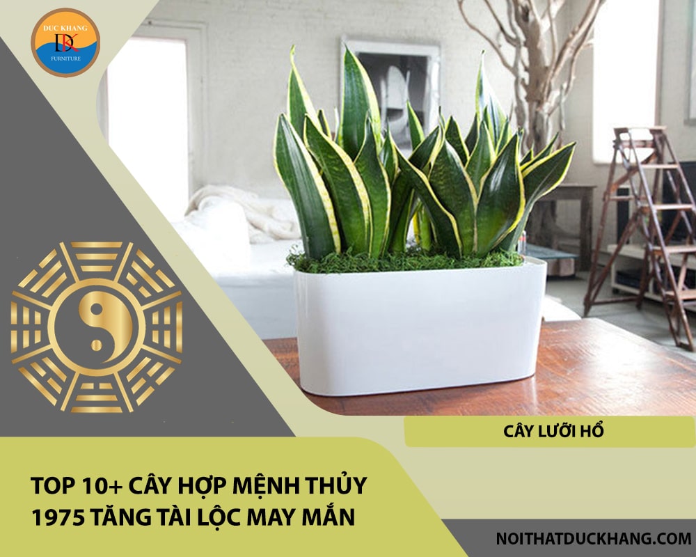 Top 10+ cây hợp mệnh Thủy 1975 tăng tài lộc may mắn - Cây lưỡi hổ Top 10+ cây hợp mệnh Thủy 1975 tăng tài lộc may mắn - Cây lưỡi hổ