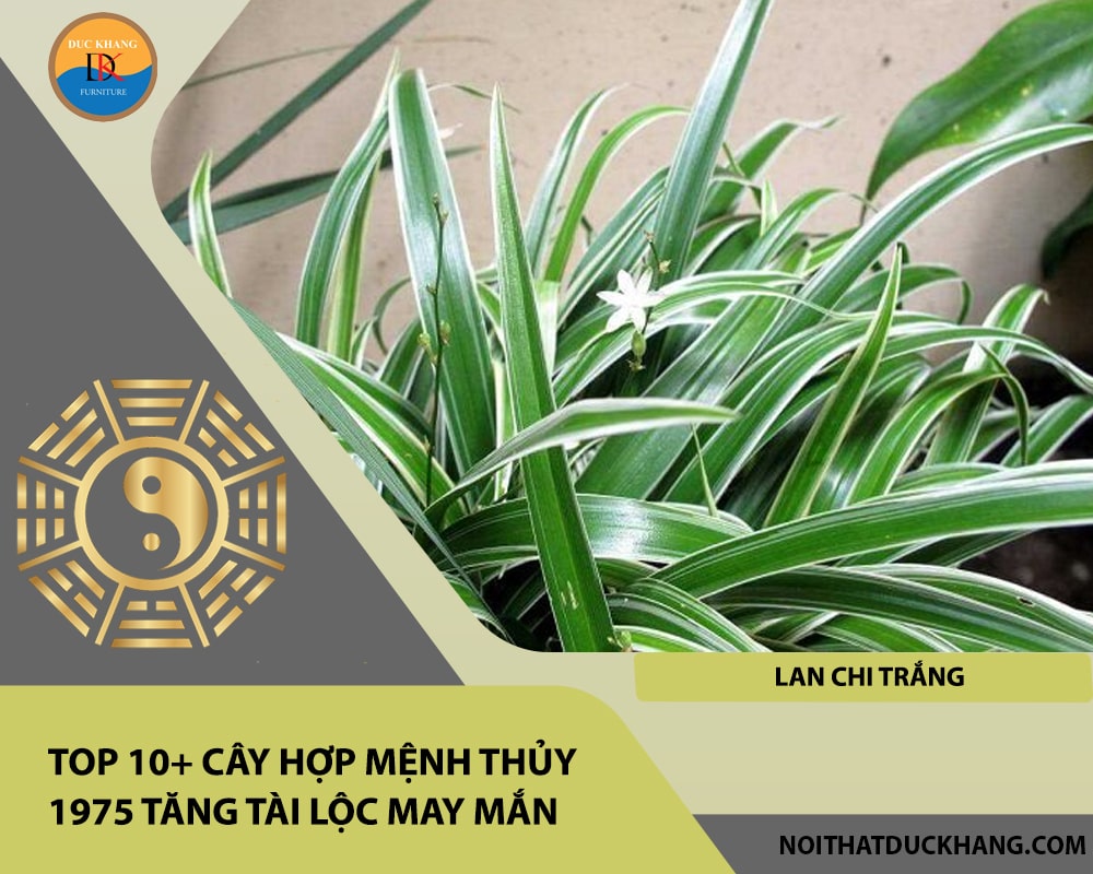 Top 10+ cây hợp mệnh Thủy 1975 tăng tài lộc may mắn - Lan chi trắng Top 10+ cây hợp mệnh Thủy 1975 tăng tài lộc may mắn - Lan chi trắng