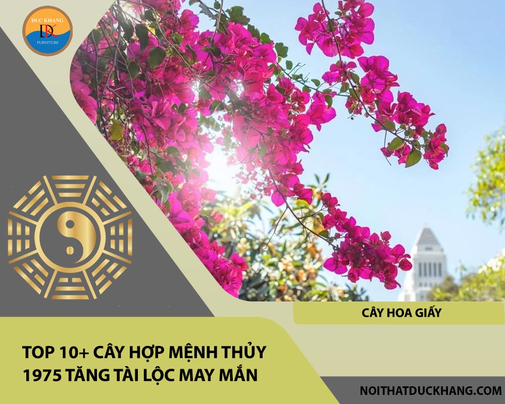 Top 10+ cây hợp mệnh Thủy 1975 tăng tài lộc may mắn - Cây hoa giấy Top 10+ cây hợp mệnh Thủy 1975 tăng tài lộc may mắn - Cây hoa giấy