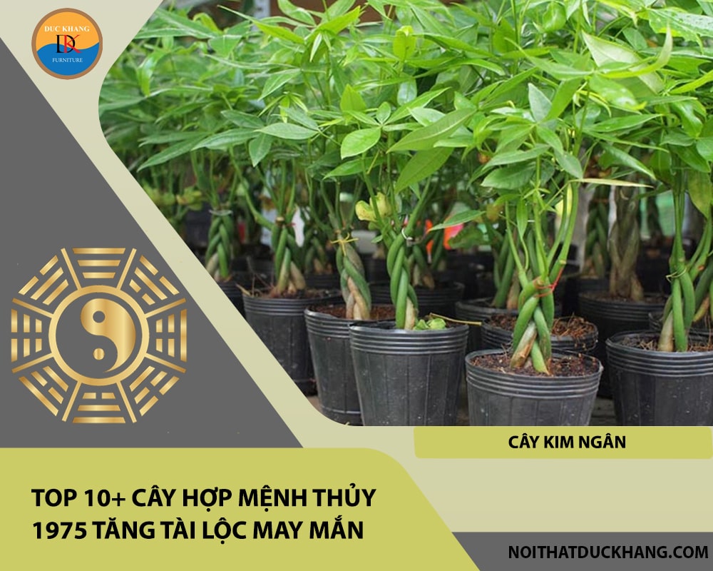 Top 10+ cây hợp mệnh Thủy 1975 tăng tài lộc may mắn - Cây Kim Ngân Top 10+ cây hợp mệnh Thủy 1975 tăng tài lộc may mắn - Cây Kim Ngân