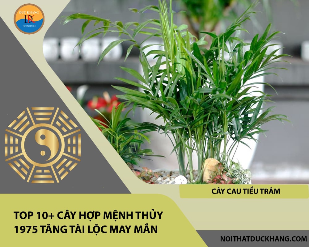 Top 10+ cây hợp mệnh Thủy 1975 tăng tài lộc may mắn - Cây Cau Tiểu Trâm Top 10+ cây hợp mệnh Thủy 1975 tăng tài lộc may mắn - Cây Cau Tiểu Trâm