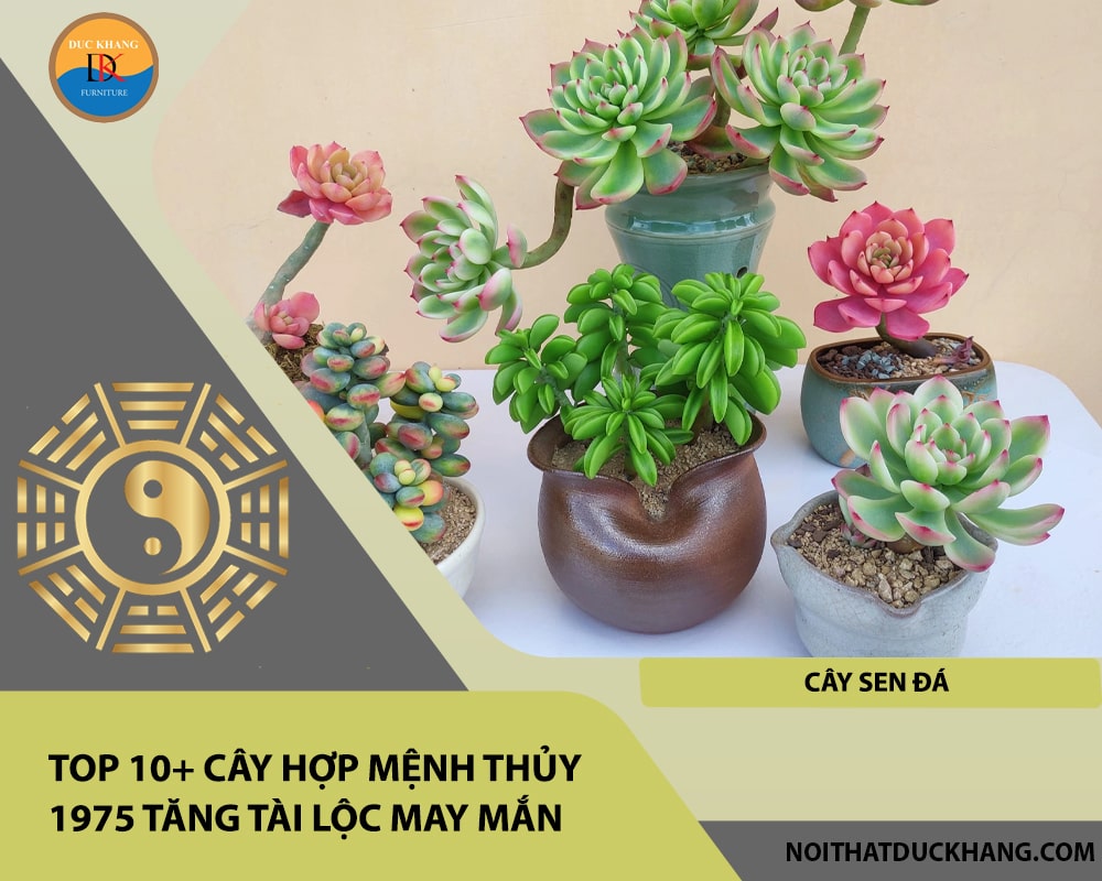 Top 10+ cây hợp mệnh Thủy 1975 tăng tài lộc may mắn