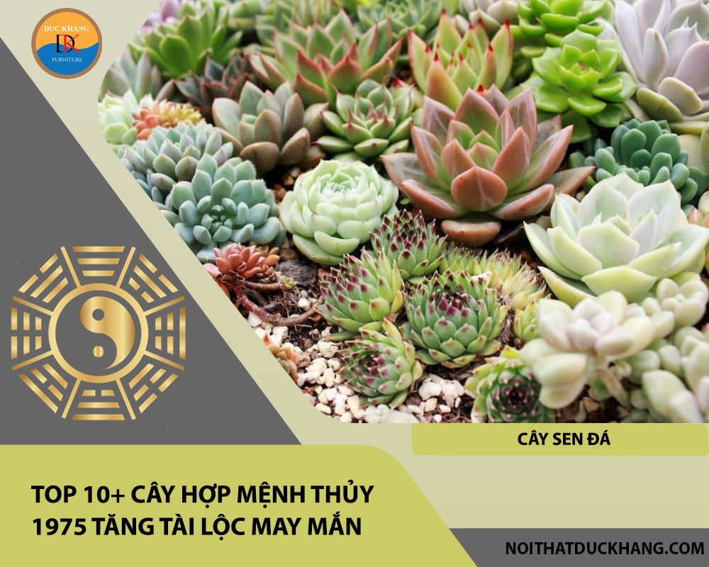 Top 10+ cây hợp mệnh Thủy 1975 tăng tài lộc may mắn - Cây Sen Đá Top 10+ cây hợp mệnh Thủy 1975 tăng tài lộc may mắn - Cây Sen Đá