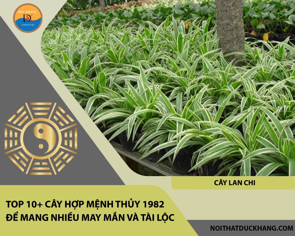 Top 10+ cây hợp mệnh Thủy 1982 để mang nhiều may mắn và tài lộc