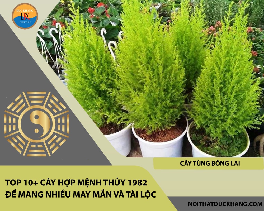 Top 10+ cây hợp mệnh Thủy 1982 để mang nhiều may mắn và tài lộc - Cây Tùng Bồng Lai