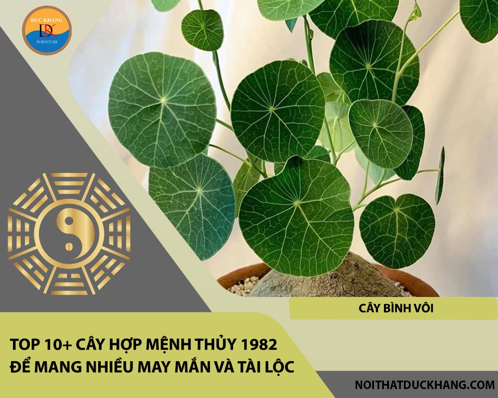 Top 10+ cây hợp mệnh Thủy 1982 để mang nhiều may mắn và tài lộc - Cây Bình Vôi