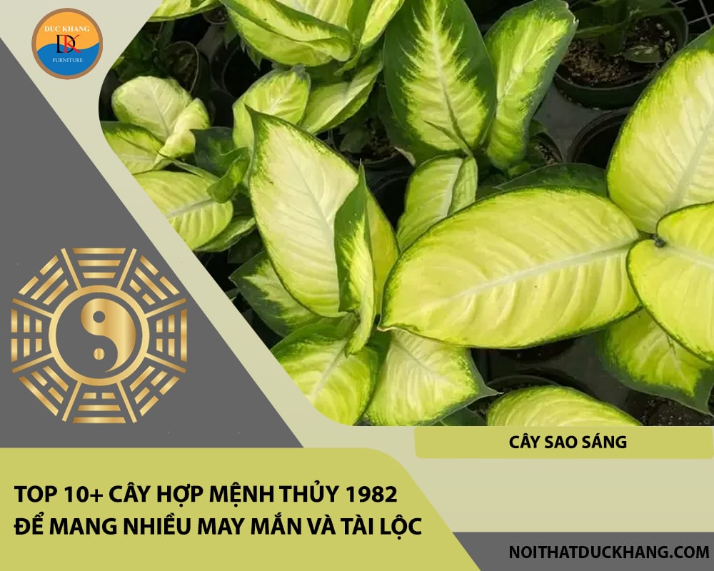 Top 10+ cây hợp mệnh Thủy 1982 để mang nhiều may mắn và tài lộc - Cây Sao Sáng