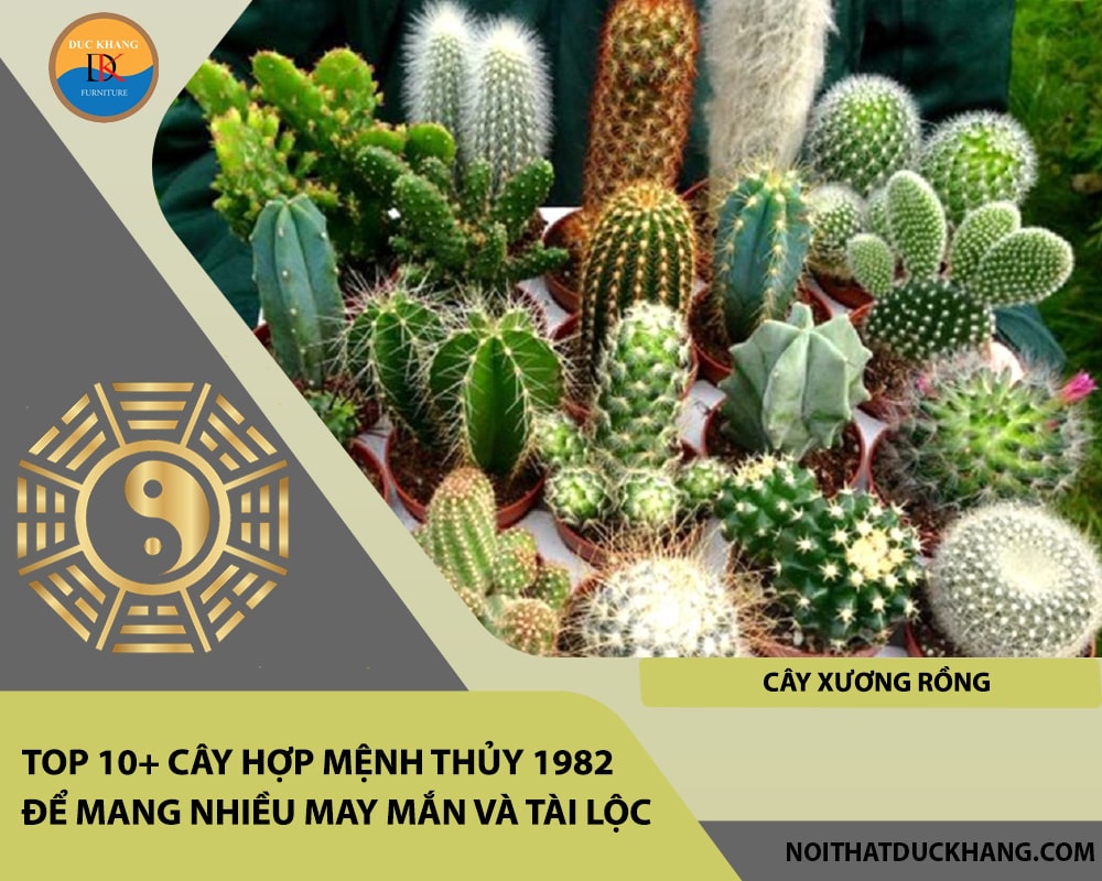Top 10+ cây hợp mệnh Thủy 1982 để mang nhiều may mắn và tài lộc - Cây Xương Rồng