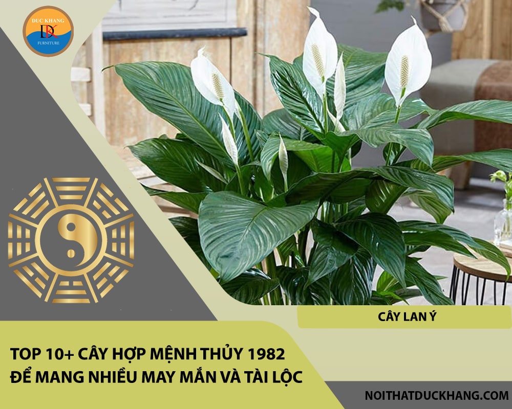 Top 10+ cây hợp mệnh Thủy 1982 để mang nhiều may mắn và tài lộc - Cây lan ý
