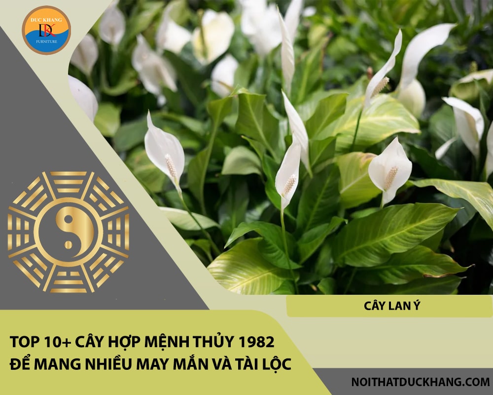 Top 10+ cây hợp mệnh Thủy 1982 để mang nhiều may mắn và tài lộc - Cây Lan Ý