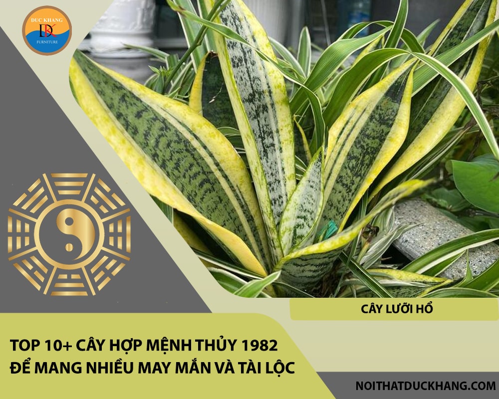 Top 10+ cây hợp mệnh Thủy 1982 để mang nhiều may mắn và tài lộc - Cây Lưỡi Hổ