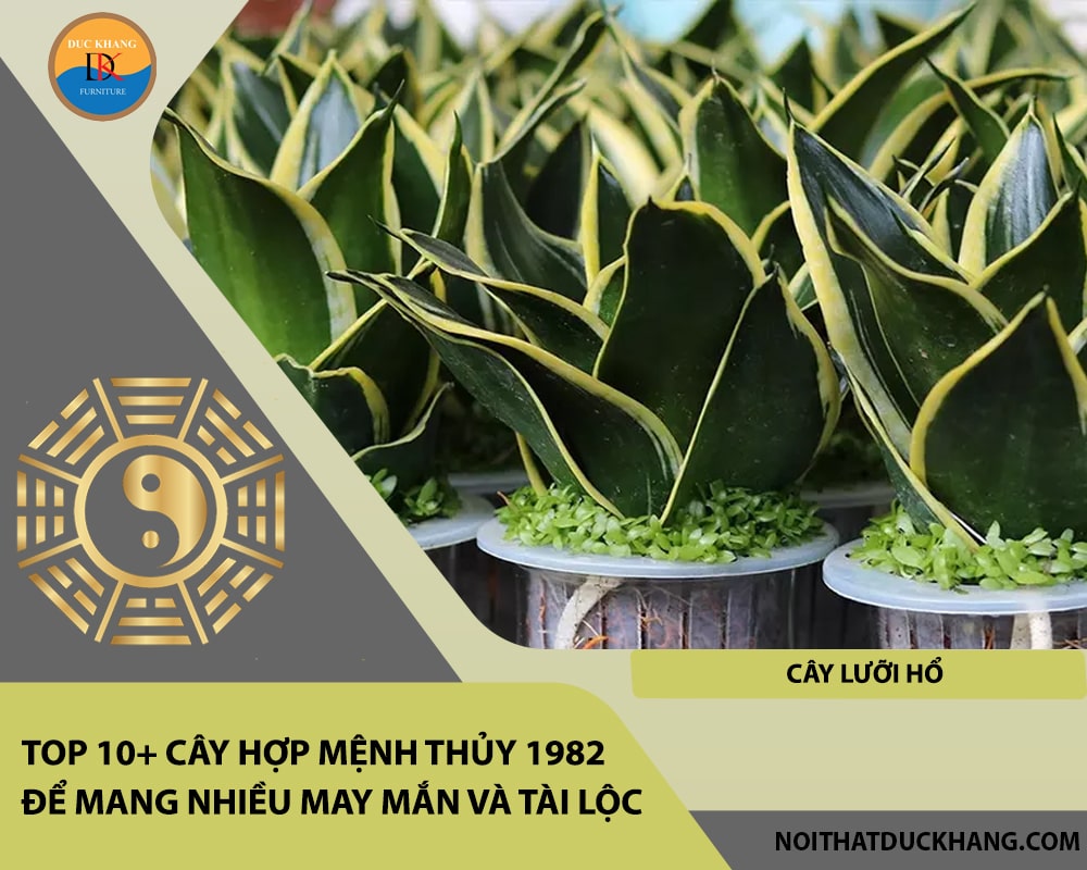 Top 10+ cây hợp mệnh Thủy 1982 để mang nhiều may mắn và tài lộc - Cây lưỡi hổ