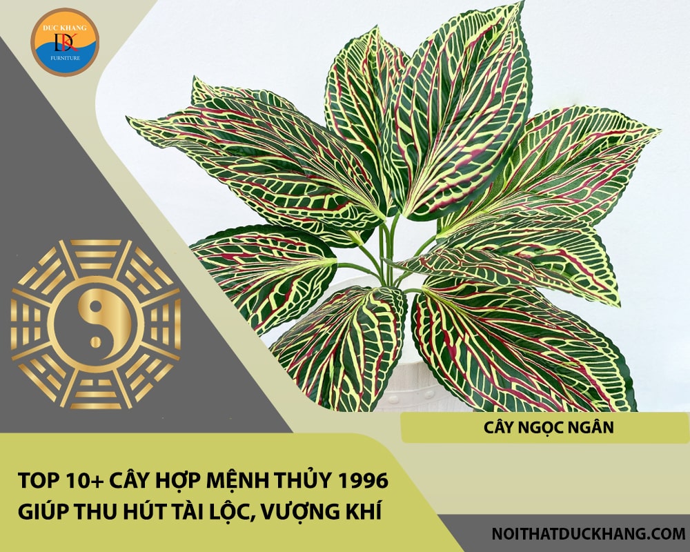 Top 10+ cây hợp mệnh Thủy 1996 giúp thu hút tài lộc, vượng khí - Cây ngọc ngân Top 10+ cây hợp mệnh Thủy 1996 giúp thu hút tài lộc, vượng khí - Cây ngọc ngân