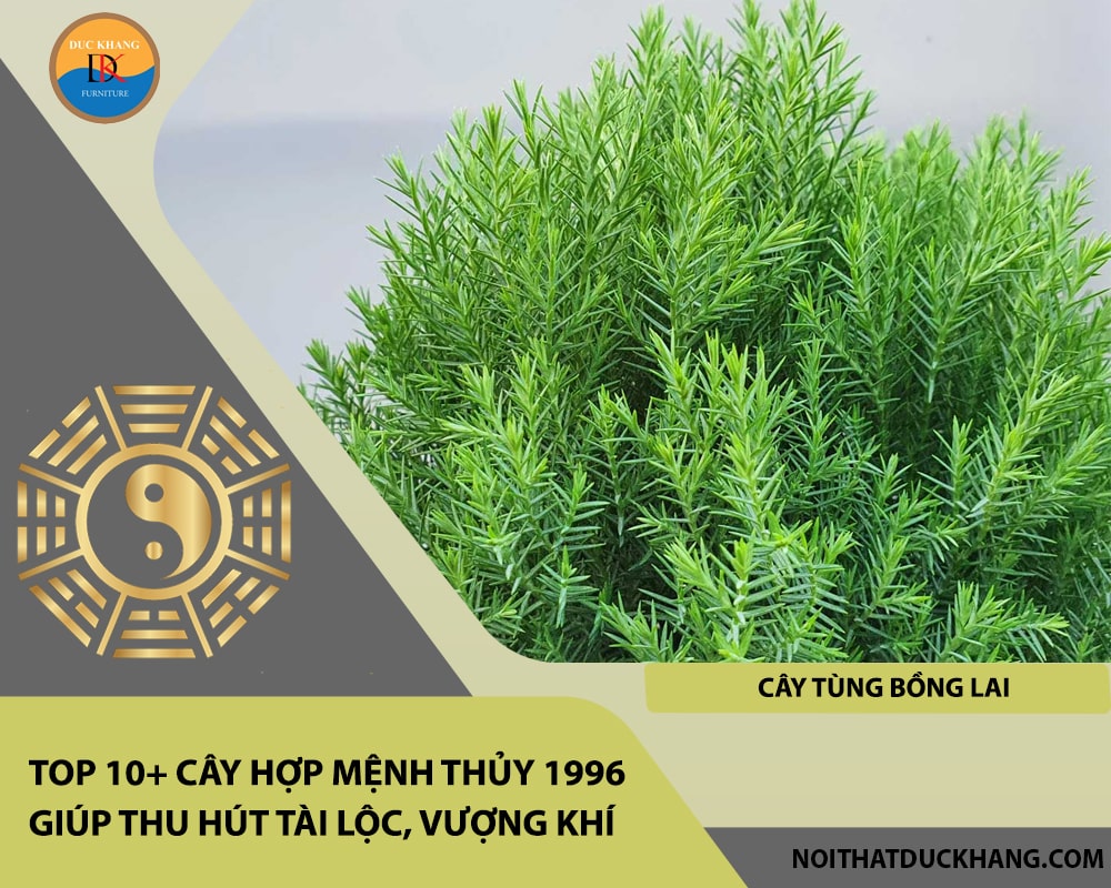 Top 10+ cây hợp mệnh Thủy 1996 giúp thu hút tài lộc, vượng khí - Cây Tùng Bồng Lai Top 10+ cây hợp mệnh Thủy 1996 giúp thu hút tài lộc, vượng khí - Cây Tùng Bồng Lai