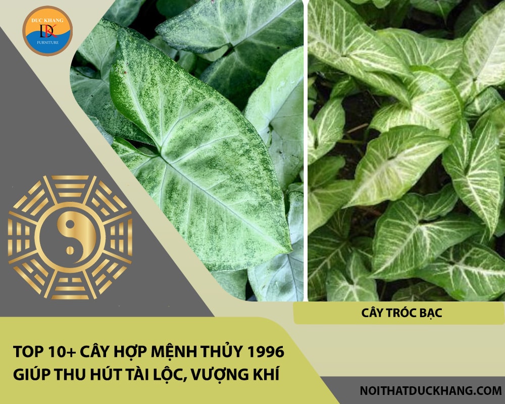 Top 10+ cây hợp mệnh Thủy 1996 giúp thu hút tài lộc, vượng khí - Cây Tróc Bạc Top 10+ cây hợp mệnh Thủy 1996 giúp thu hút tài lộc, vượng khí - Cây Tróc Bạc