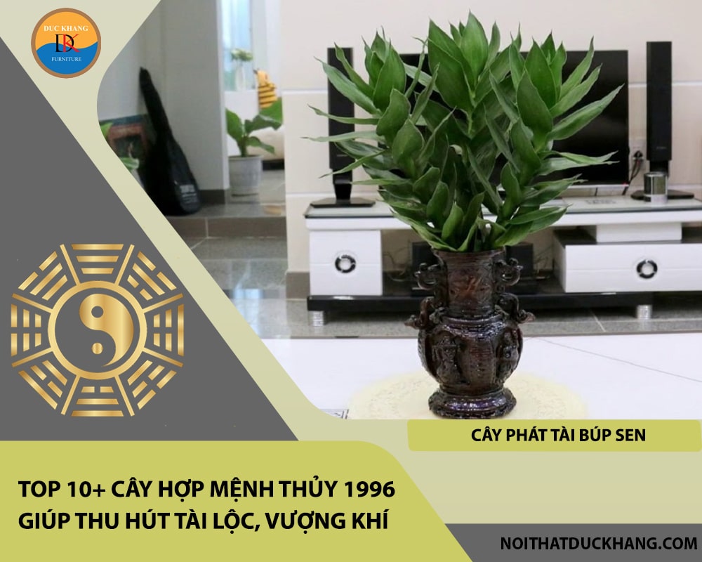 Top 10+ cây hợp mệnh Thủy 1996 giúp thu hút tài lộc, vượng khí - Cây Phát Tài Búp Sen Top 10+ cây hợp mệnh Thủy 1996 giúp thu hút tài lộc, vượng khí - Cây Phát Tài Búp Sen