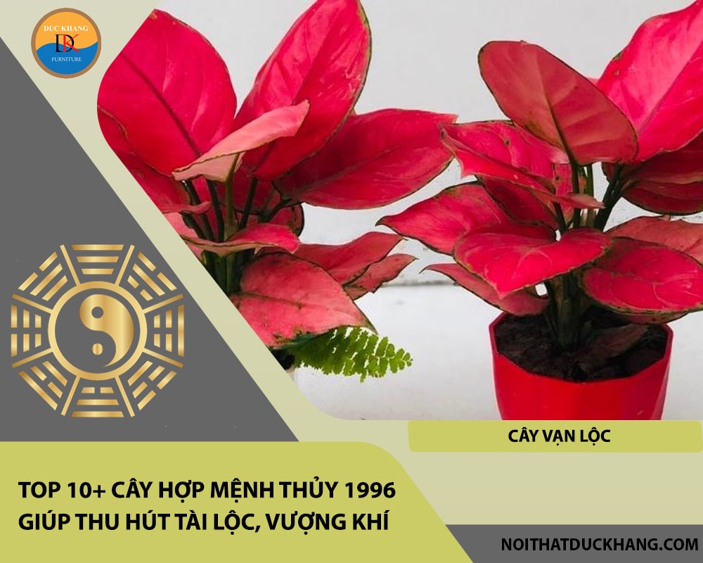 Top 10+ cây hợp mệnh Thủy 1996 giúp thu hút tài lộc, vượng khí - Cây vạn lộc Top 10+ cây hợp mệnh Thủy 1996 giúp thu hút tài lộc, vượng khí - Cây vạn lộc