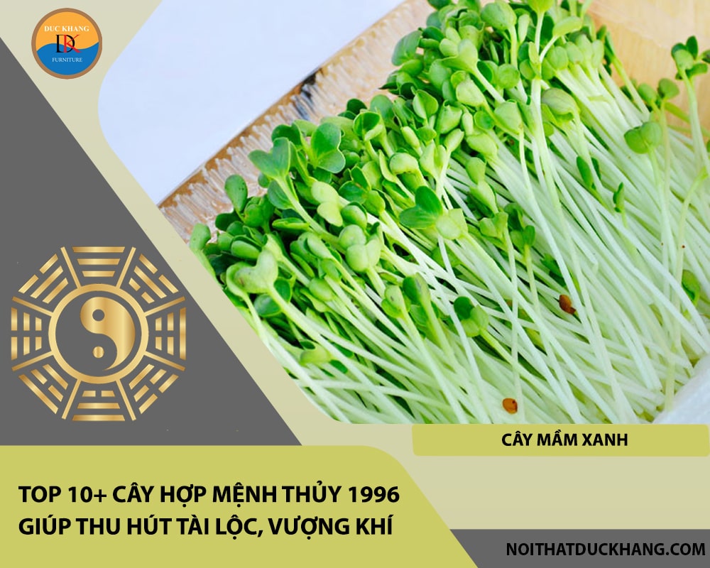 Top 10+ cây hợp mệnh Thủy 1996 giúp thu hút tài lộc, vượng khí