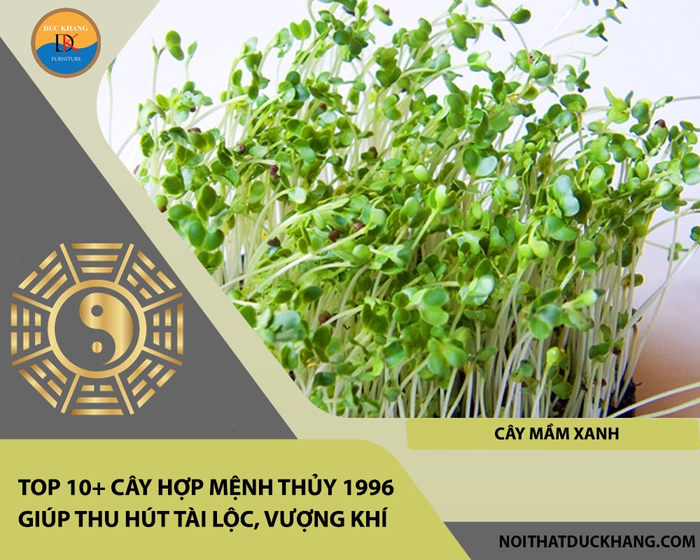 Top 10+ cây hợp mệnh Thủy 1996 giúp thu hút tài lộc, vượng khí - Cây mầm xanh Top 10+ cây hợp mệnh Thủy 1996 giúp thu hút tài lộc, vượng khí - Cây mầm xanh