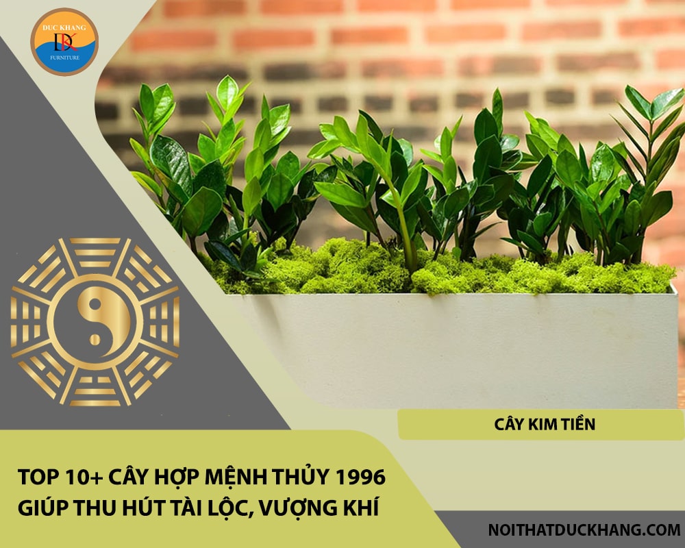 Top 10+ cây hợp mệnh Thủy 1996 giúp thu hút tài lộc, vượng khí - Cây kim tiền Top 10+ cây hợp mệnh Thủy 1996 giúp thu hút tài lộc, vượng khí - Cây kim tiền