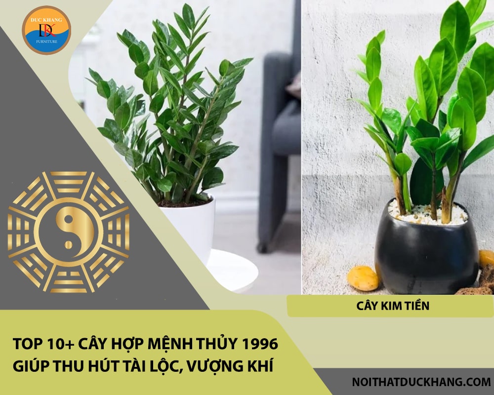 Top 10+ cây hợp mệnh Thủy 1996 giúp thu hút tài lộc, vượng khí - Cây Kim Tiền Top 10+ cây hợp mệnh Thủy 1996 giúp thu hút tài lộc, vượng khí - Cây Kim Tiền