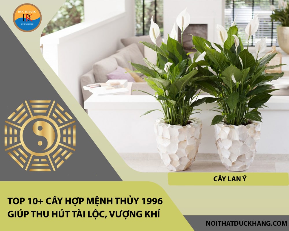 Top 10+ cây hợp mệnh Thủy 1996 giúp thu hút tài lộc, vượng khí - Cây lan ý Top 10+ cây hợp mệnh Thủy 1996 giúp thu hút tài lộc, vượng khí - Cây lan ý