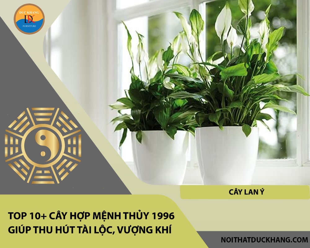 Top 10+ cây hợp mệnh Thủy 1996 giúp thu hút tài lộc, vượng khí - Cây Lan Ý Top 10+ cây hợp mệnh Thủy 1996 giúp thu hút tài lộc, vượng khí - Cây Lan Ý