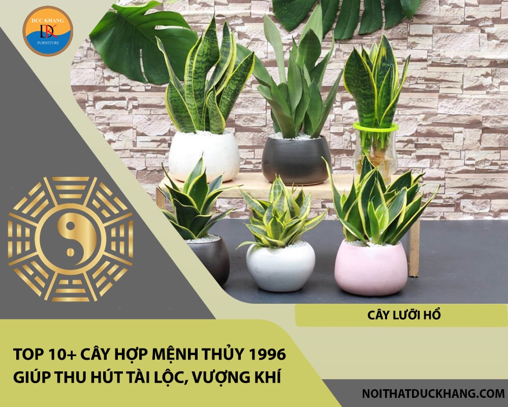 Top 10+ cây hợp mệnh Thủy 1996 giúp thu hút tài lộc, vượng khí - Cây Lưỡi Hổ Top 10+ cây hợp mệnh Thủy 1996 giúp thu hút tài lộc, vượng khí - Cây Lưỡi Hổ