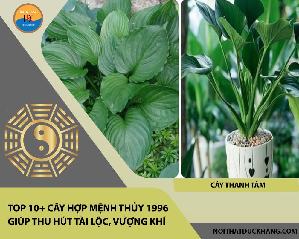 Top 10+ cây hợp mệnh Thủy 1996 giúp thu hút tài lộc, vượng khí - Cây thanh tâm Top 10+ cây hợp mệnh Thủy 1996 giúp thu hút tài lộc, vượng khí - Cây thanh tâm