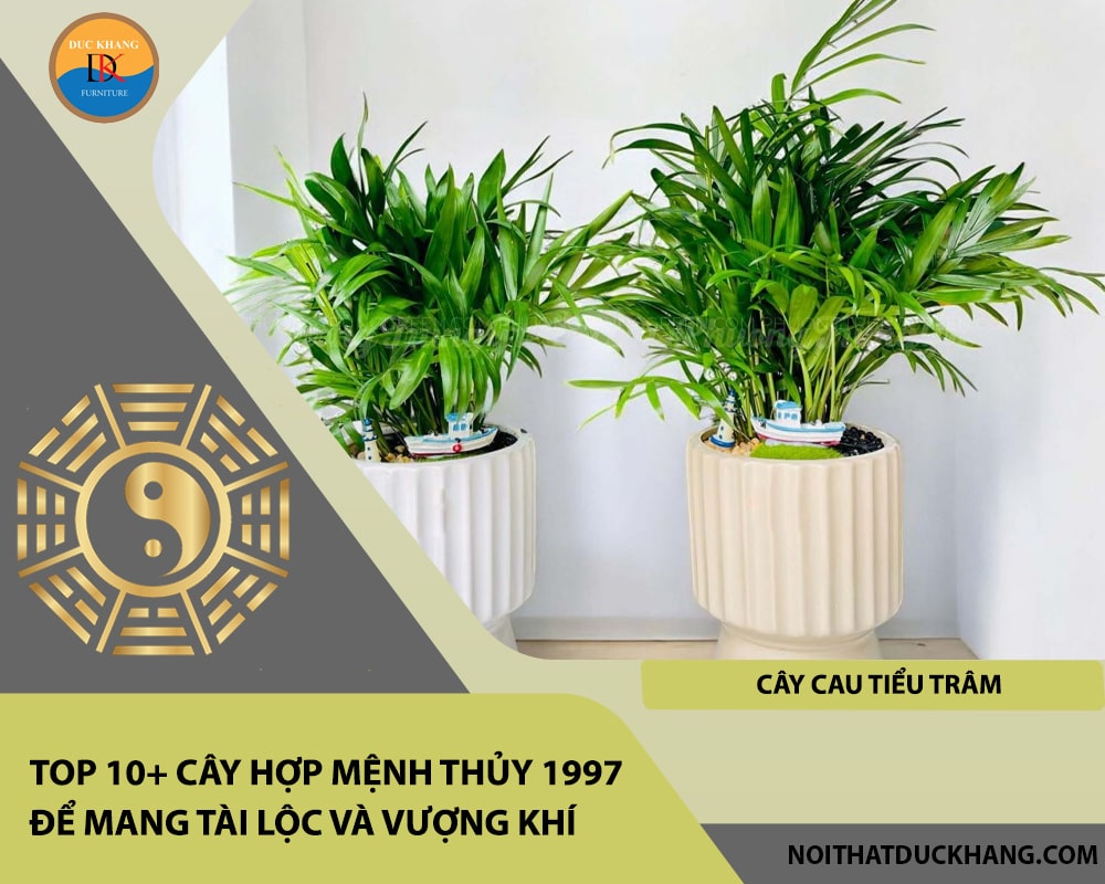 Top 10+ cây hợp mệnh Thủy 1997 để mang tài lộc và vượng khí - Cây cau tiểu trâm Top 10+ cây hợp mệnh Thủy 1997 để mang tài lộc và vượng khí - Cây cau tiểu trâm