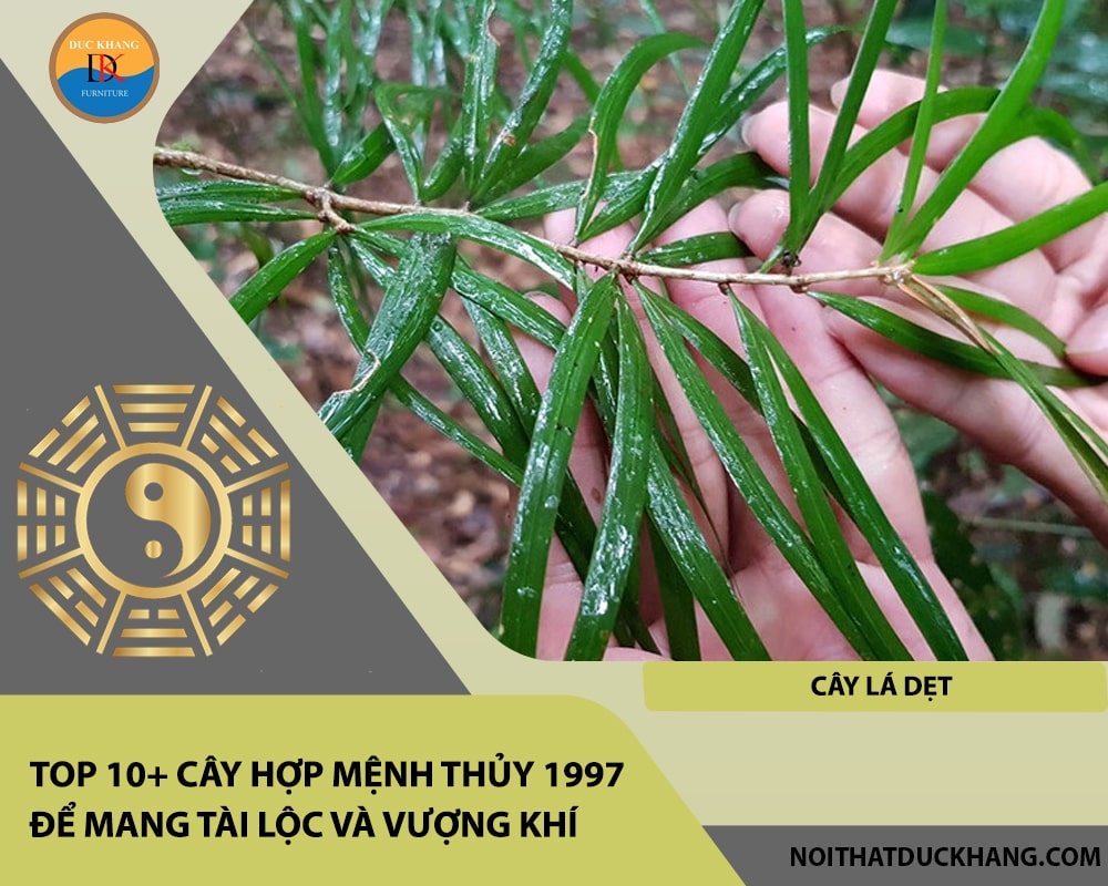 Top 10+ cây hợp mệnh Thủy 1997 để mang tài lộc và vượng khí - Cây lá dẹt Top 10+ cây hợp mệnh Thủy 1997 để mang tài lộc và vượng khí - Cây lá dẹt