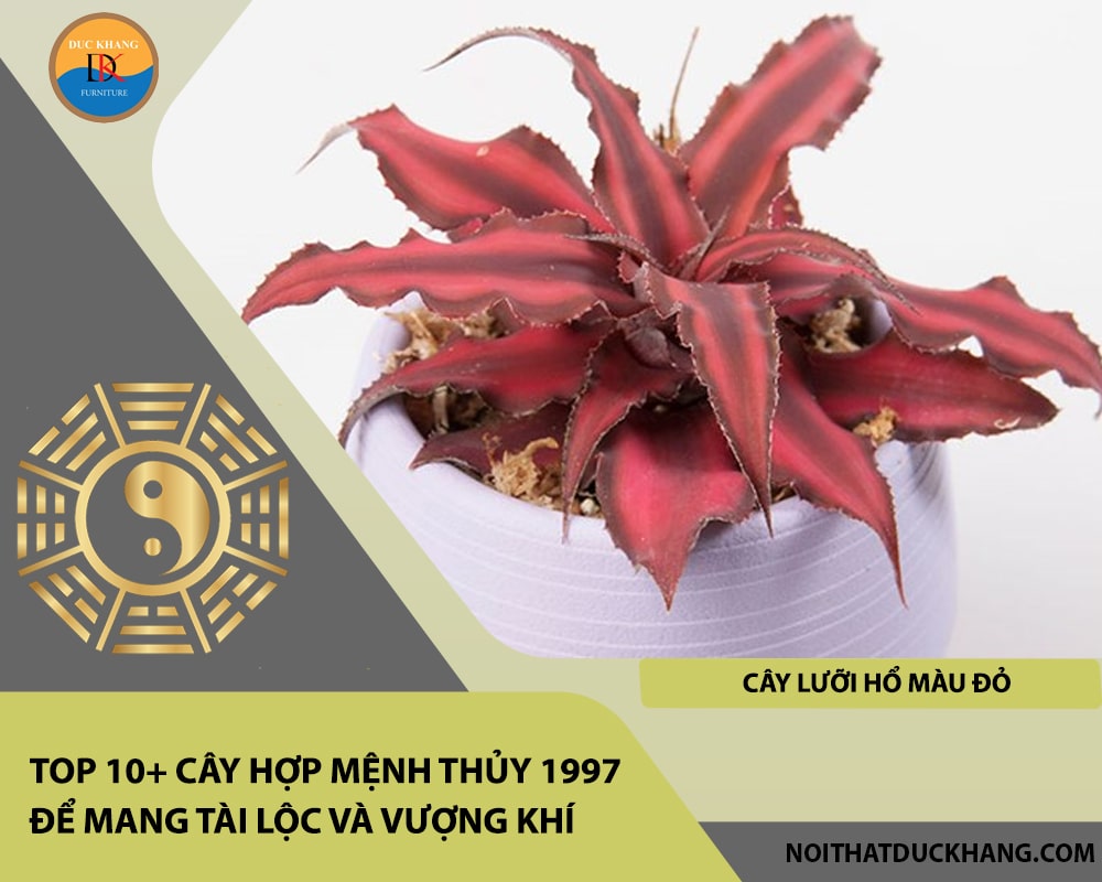 Top 10+ cây hợp mệnh Thủy 1997 để mang tài lộc và vượng khí - Cây lưỡi hổ màu đỏ Top 10+ cây hợp mệnh Thủy 1997 để mang tài lộc và vượng khí - Cây lưỡi hổ màu đỏ