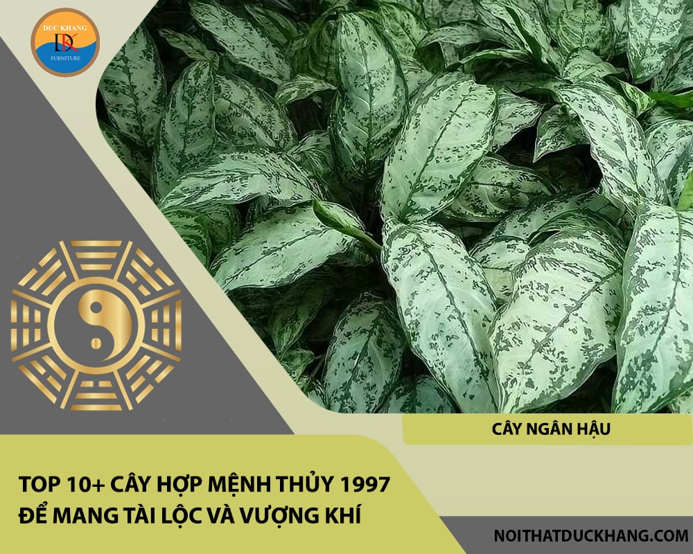 Top 10+ cây hợp mệnh Thủy 1997 để mang tài lộc và vượng khí - Cây ngân hậu Top 10+ cây hợp mệnh Thủy 1997 để mang tài lộc và vượng khí - Cây ngân hậu