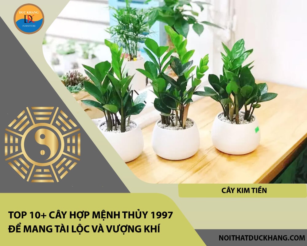 Top 10+ cây hợp mệnh Thủy 1997 để mang tài lộc và vượng khí - Cây Kim Tiền Top 10+ cây hợp mệnh Thủy 1997 để mang tài lộc và vượng khí - Cây Kim Tiền