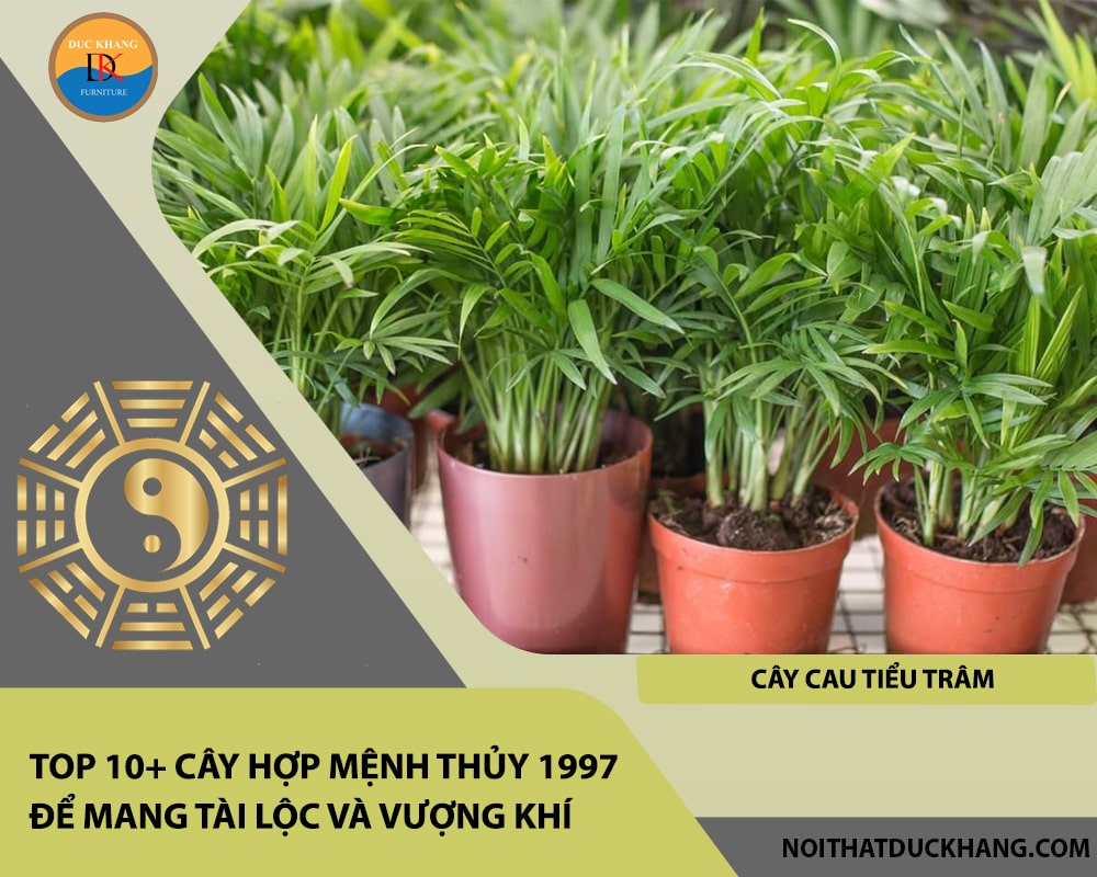 Top 10+ cây hợp mệnh Thủy 1997 để mang tài lộc và vượng khí - Cây Cau Tiểu Trâm Top 10+ cây hợp mệnh Thủy 1997 để mang tài lộc và vượng khí - Cây Cau Tiểu Trâm