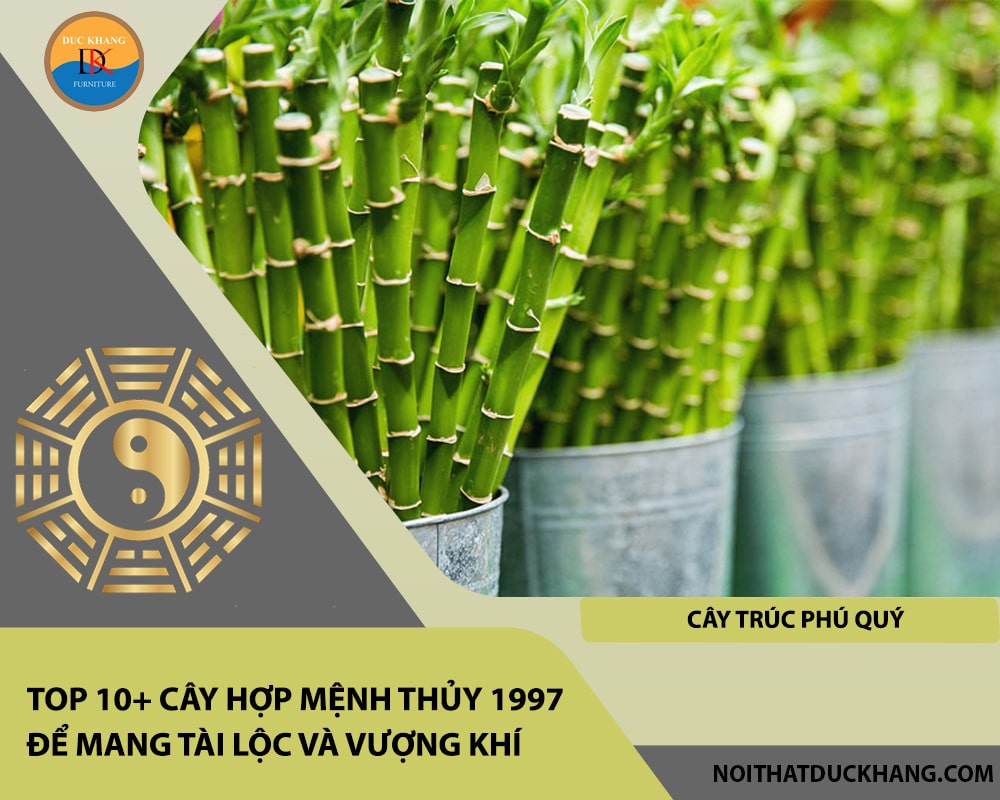 Top 10+ cây hợp mệnh Thủy 1997 để mang tài lộc và vượng khí - Cây trúc phú quý Top 10+ cây hợp mệnh Thủy 1997 để mang tài lộc và vượng khí - Cây trúc phú quý