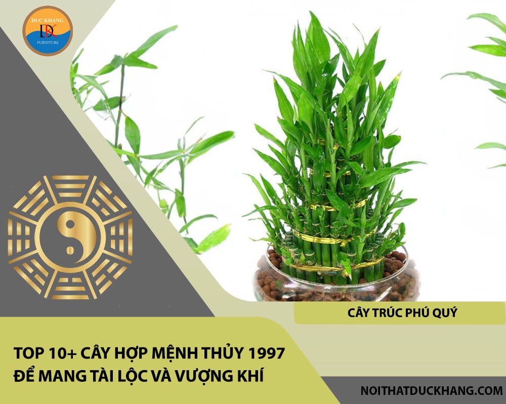 Top 10+ cây hợp mệnh Thủy 1997 để mang tài lộc và vượng khí - Cây Trúc Phú Quý Top 10+ cây hợp mệnh Thủy 1997 để mang tài lộc và vượng khí - Cây Trúc Phú Quý