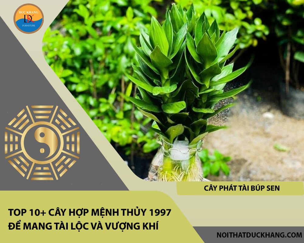 Top 10+ cây hợp mệnh Thủy 1997 để mang tài lộc và vượng khí - Cây Phát Tài Búp Sen Top 10+ cây hợp mệnh Thủy 1997 để mang tài lộc và vượng khí - Cây Phát Tài Búp Sen