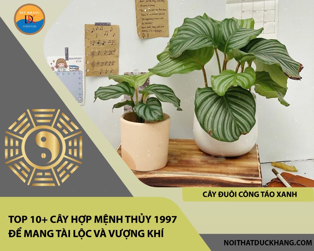 Top 10+ cây hợp mệnh Thủy 1997 để mang tài lộc và vượng khí